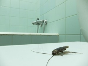 summer plumbing tips